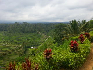 Reisfelder auf Bali
