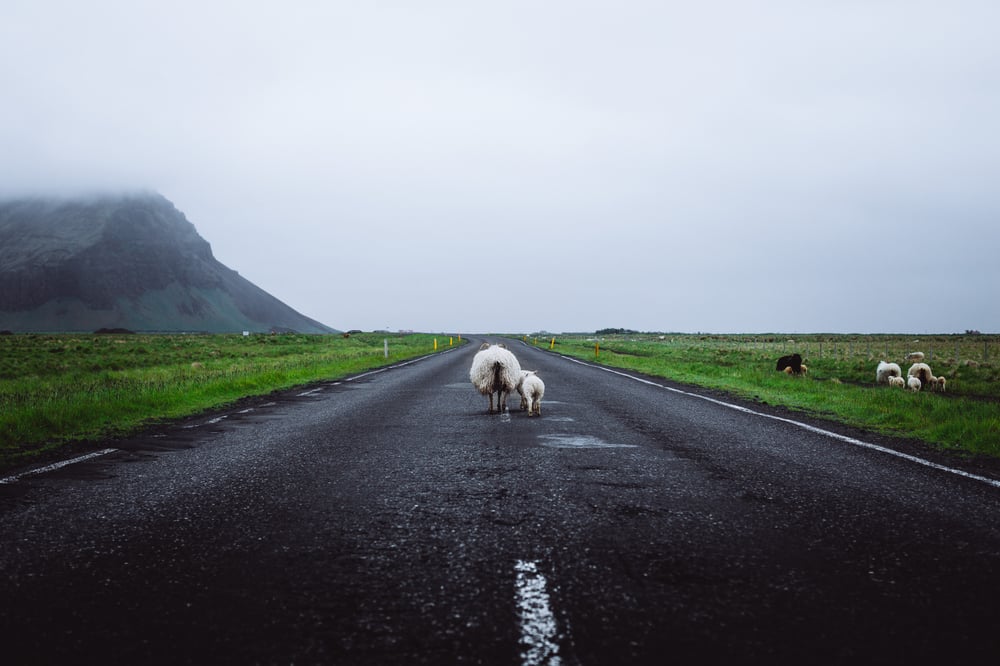 Tiere, die am Straßenrand grasen, können plötzlich die Straße überqueren.