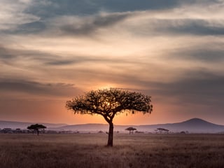 Ein einzelner Baum in einer afrikanischen Savanne bei Sonnenuntergang